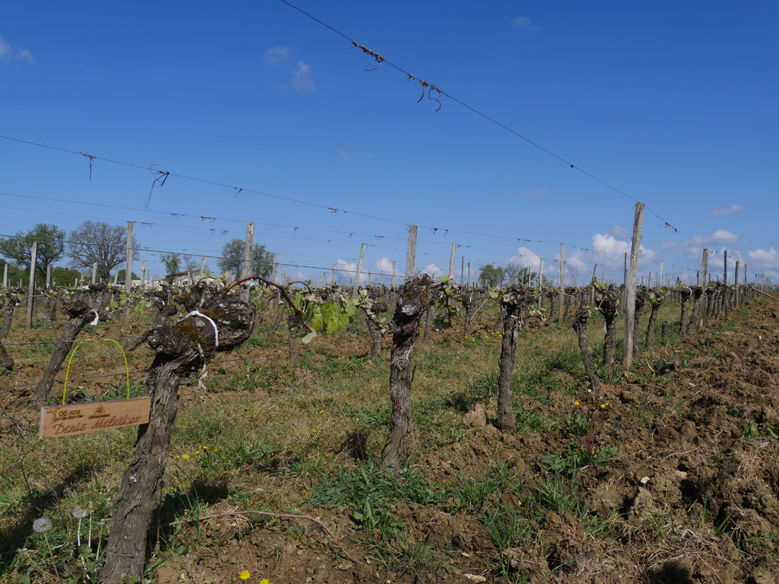 Виноградник на урожай
